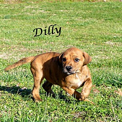 Thumbnail photo of Dilly ~ meet me! #2