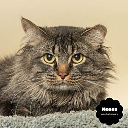 Photo of MOSES