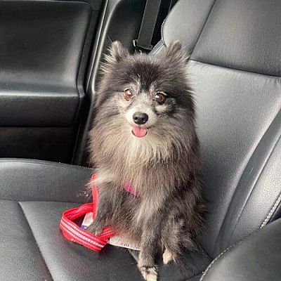 Tampa, FL - Pomeranian/Pomeranian. Meet Aurora a Pet for Adoption ...