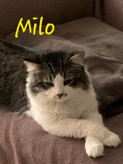 Photo of Milo (aka Simba)