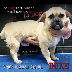 Thumbnail photo of Duke 7787 #1