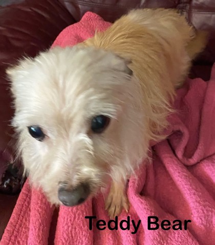 Photo of Teddy Bear #2