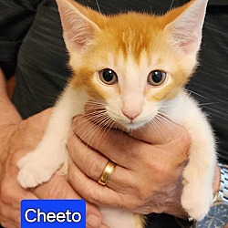 Photo of Cheeto