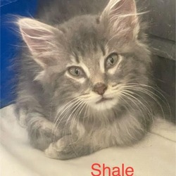 Thumbnail photo of Shale #2