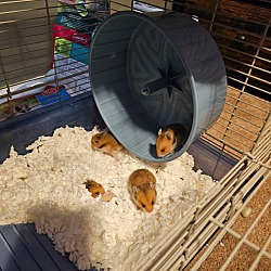 Thumbnail photo of Hamsters #1