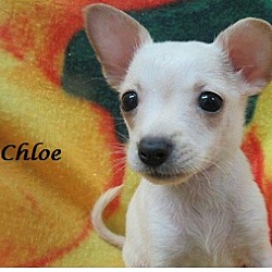 Thumbnail photo of Chloe #3