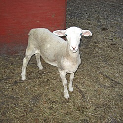 Thumbnail photo of Sheep #1