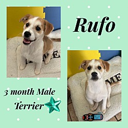 Photo of RUFO - 3 MONTH TERRIER MIX MAL