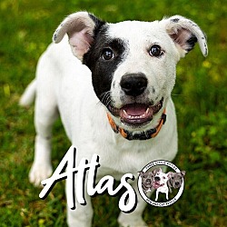 Thumbnail photo of Atlas Bethea #1