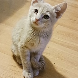 Photo of Hank - Kitten