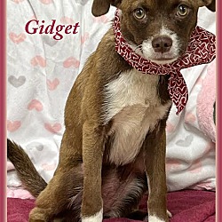 Photo of Gidget in TX