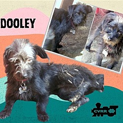 Thumbnail photo of Dooley #1