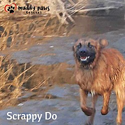 Thumbnail photo of Scrappy Do (Courtesy Post) #3