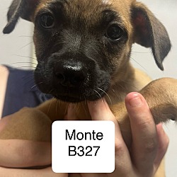 Thumbnail photo of Monte B327 #3