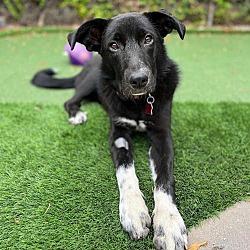 Thumbnail photo of Rennie - Adopted! #1