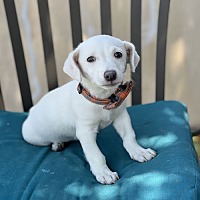 adopt-pet