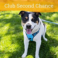 adopt a pet