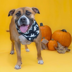 Honey Bun, American Pit Bull Terrier Mixed Breed (Medium)