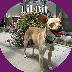 Photo of Lil' Bit