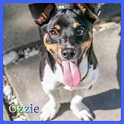 Thumbnail photo of Ozzie #3