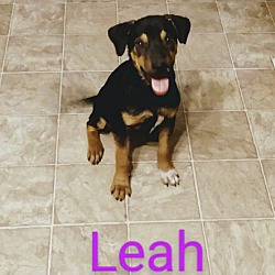 Thumbnail photo of Leah/Adoption pending #2