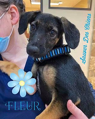 Grafton, MA - Shepherd (Unknown Type). Meet Fleur a Pet for Adoption.