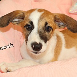 Thumbnail photo of Biscotti ~ meet me! #2
