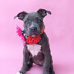 Thumbnail photo of Blueberry Muffin-ADOPT Me!! #2