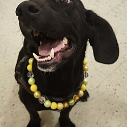 Dog for adoption - Julie & Jersey, a Basset Hound in Louisville, KY