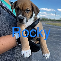 Photo of Rocky - (Gracie's pup #4)