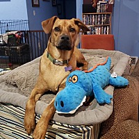 adopt a pet