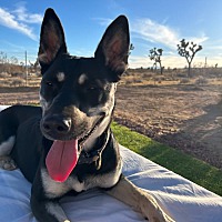adopt a pet