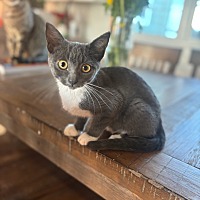adopt a pet