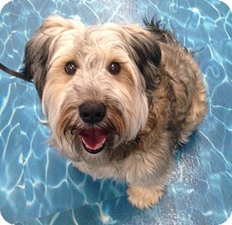 Wheaten Terrier Shih Tzu Mix Clearance 58 Off Tercesa Com