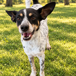 Photo of Tyson, adoptable Rat Terrier in Indiantown, Florida