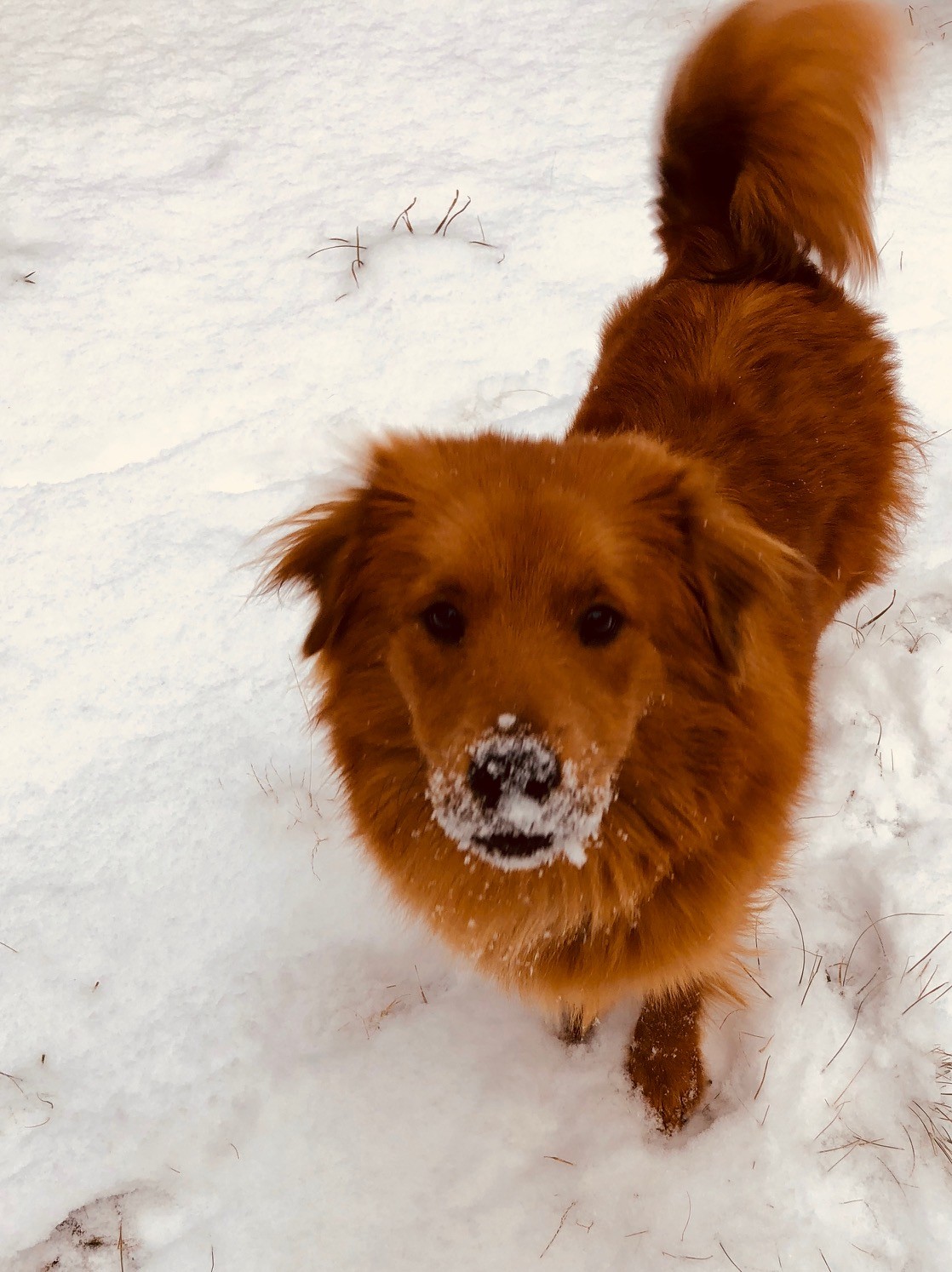 Memphis Tn Golden Retriever Meet Barry Bear A Pet For Adoption