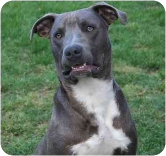 blue pit mixed with lab