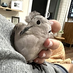 Photo of Chai
