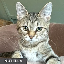 Thumbnail photo of Nutella #1