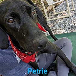 Photo of Petrie