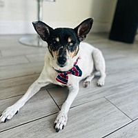 adopt a pet