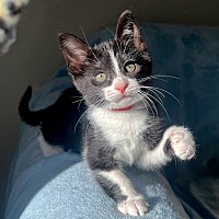adopt a pet