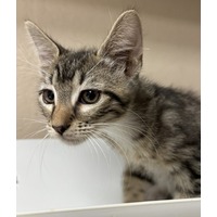 adopt-pet