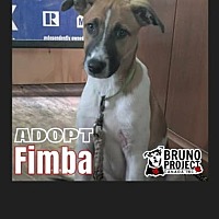 adopt-pet