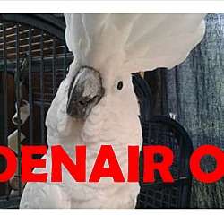 Thumbnail photo of Denario the Umbrella Cockatoo #2