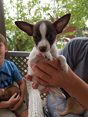 Palm Bay Fl Chihuahua Meet Chippy Tcup A Pet For Adoption