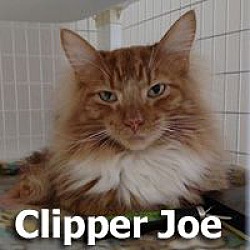 Photo of Clipper Joe