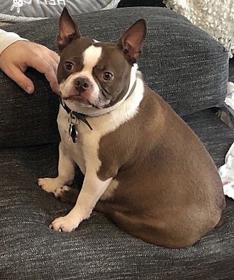 Hairless store boston terrier