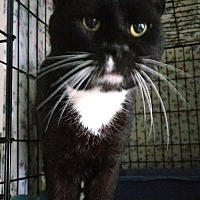 Forgotten Cats In Greenville Delaware