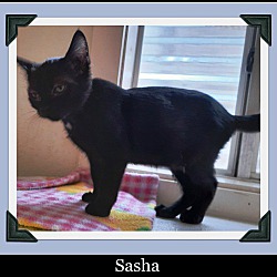Thumbnail photo of Sasha #2